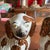 A Fine Pair of Antique Staffordshire Spaniel Dogs With Copper Lustre, Circa 1880 For Sale - Image 9 of 12