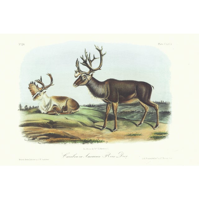 1854 Audubon Quadruped Octavo Lithograph "Plate 126 Caribou or American Reindeer" For Sale