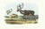 1854 Audubon Quadruped Octavo Lithograph "Plate 126 Caribou or American Reindeer" For Sale