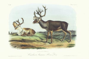 1854 Audubon Quadruped Octavo Lithograph "Plate 126 Caribou or American Reindeer"
