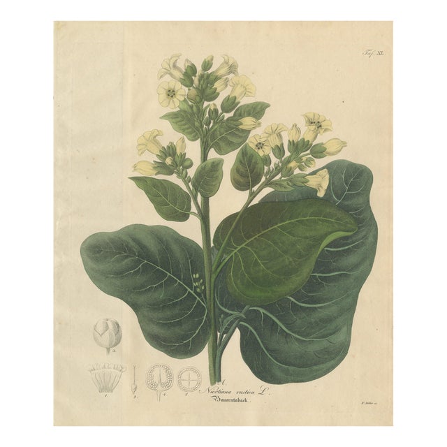 Nicotiana Rustica, 1800s, Paper For Sale