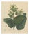 Nicotiana Rustica, 1800s, Paper For Sale
