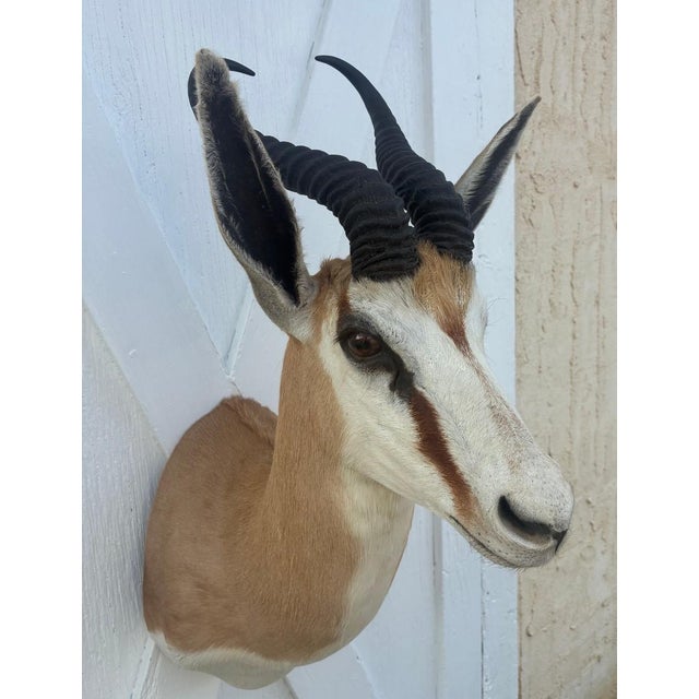 African Springbok Antelope Shoulder Mount Taxidermy South Africa For Sale - Image 10 of 13