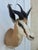 African Springbok Antelope Shoulder Mount Taxidermy South Africa For Sale - Image 10 of 13