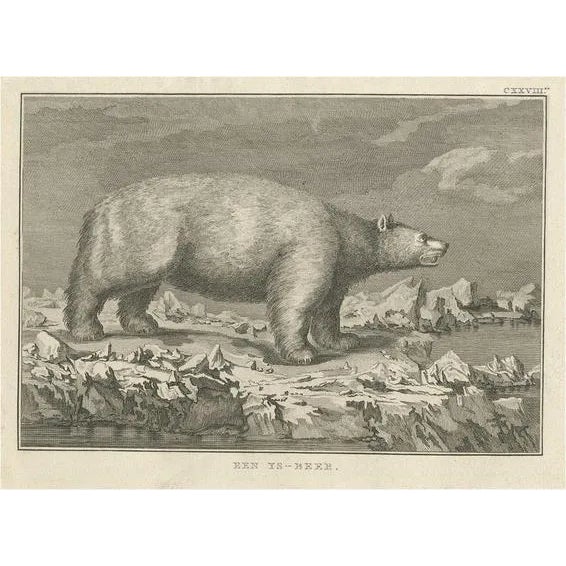 Cook, Polar Bear, 1803, Paper For Sale