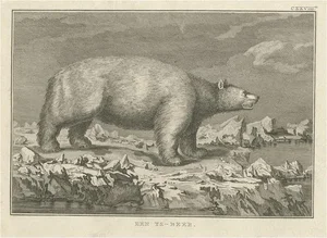 Cook, Polar Bear, 1803, Paper