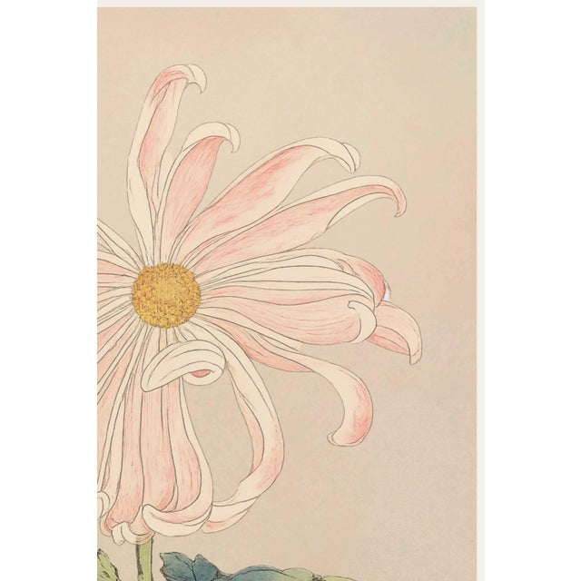 Japanese Pink Spider Chrysanthemum by Hasegawa Japanese Botanical Art Print, 40" X 60" For Sale - Image 3 of 10