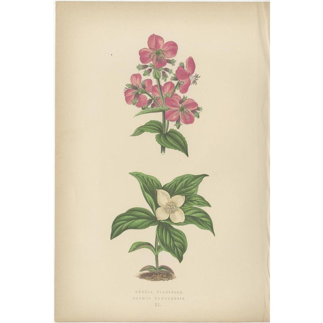 Late 19th Century Bell, Alpine Botanical Illustrations of Glacier Pink and Snow Primrose, 1874, Prints, Set of 2 For Sale - Image 5 of 10
