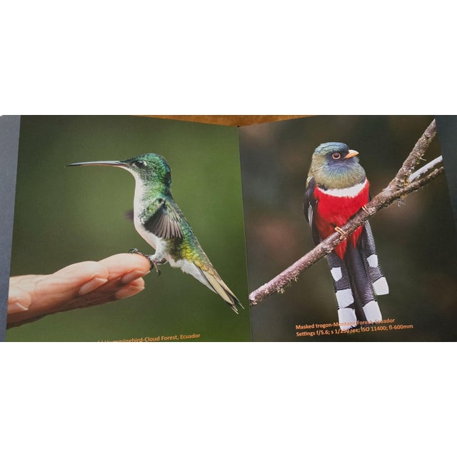 Whispers in the Wind a Tweet From the Wild For Sale - Image 14 of 17