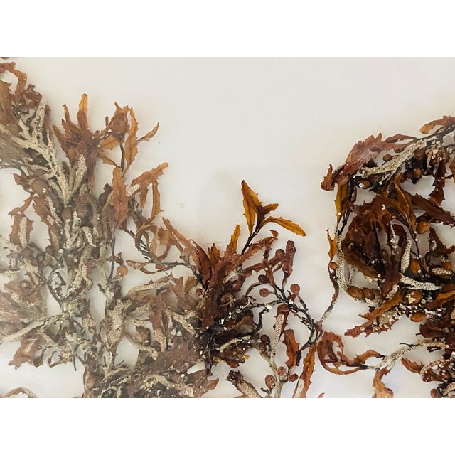 1970s Florida Brown SeaWeed Sargassum Herbarium a Pair Framed For Sale - Image 9 of 9