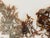 1970s Florida Brown SeaWeed Sargassum Herbarium a Pair Framed For Sale - Image 9 of 9