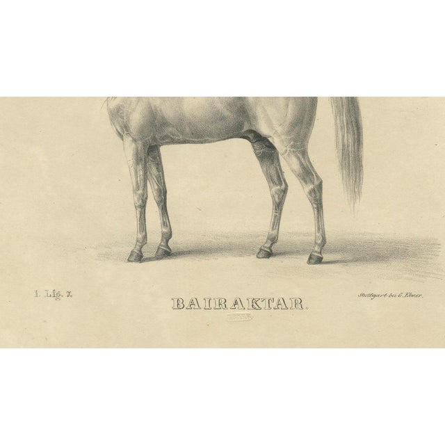 Paper August Jäger, Horse Bairaktar, 1846, Paper Lithograph For Sale - Image 7 of 10