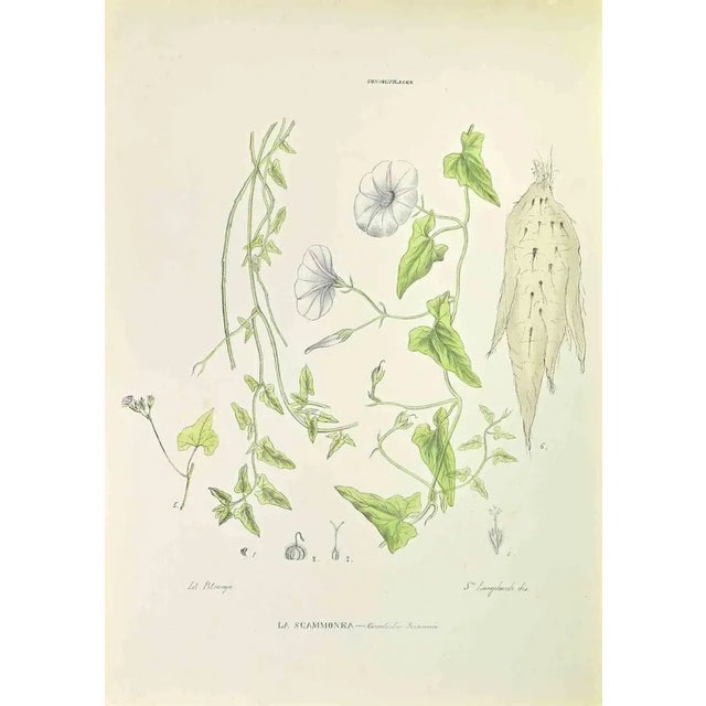 Lithograph hand watercolored. Belongs to the Series "Atlante di Botanica popolare ossia Illustrazione di Piante Notevoli...