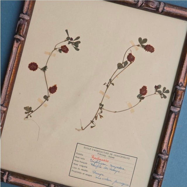 Swiss Herbarium Panels from École Dagriculture de Grangeneuve, 1920s, Set of 4 For Sale - Image 13 of 18