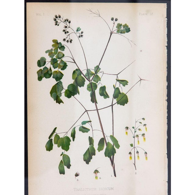 A color print of an Early Meadow-Rue on paper. This print captures the essence of the native to the US blooming plant of...