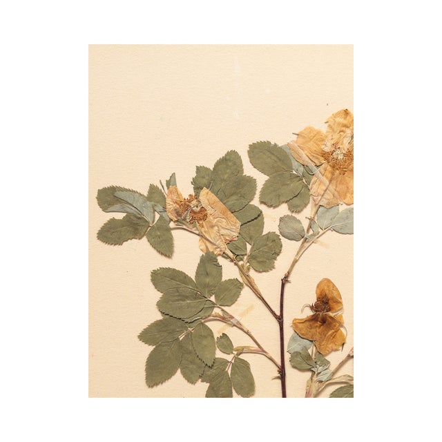 Vintage Swedish Herbarium - Cinnamon Rose, circa 1933