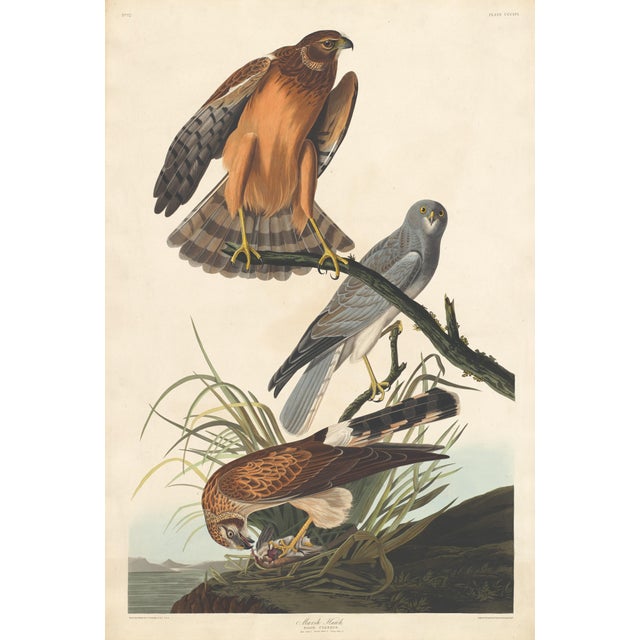 Ivory Collection of 4 Vintage 1966 John James Audubon Bird Reproduction Prints 8.5" X 12.75" For Sale - Image 8 of 17
