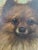 Small Antique 19th Century Oil Painting Portrait of a Pomeranian Dog For Sale - Image 4 of 14