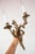 Large Louis XV Style Rockery Bronze Wall Light, 1920s, in Very Good conditions. Designed 1920 to 1949 Up to 250V...