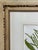 Johann Wilhelm Johann Wilhelm Weinmann Original Hand-Coloured Botanical Mezzotint From Phytanthoza Iconographia (1683-1741), Circa 1740 For Sale - Image 4 of 4