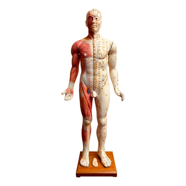 Anatomy of Man Acupuncture Detachable Arms, 1965 For Sale