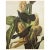 John James Audubon 1966 Vintage Farmhouse Print "Common Grackle" After John James Audubon For Sale - Image 4 of 5