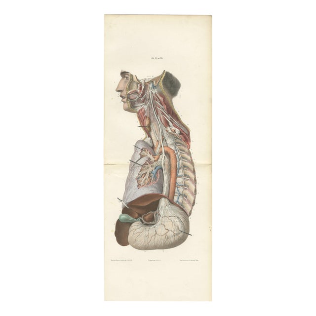 Hirschfeld and Leveille, Vagus and Sympathetic Nerves of the Trunk, 1866, Paper For Sale