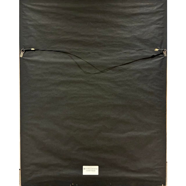 Oversized Natural Curiosities Harvey Seaweeds 11 Botanical Print – Framed For Sale In Charlotte - Image 6 of 7