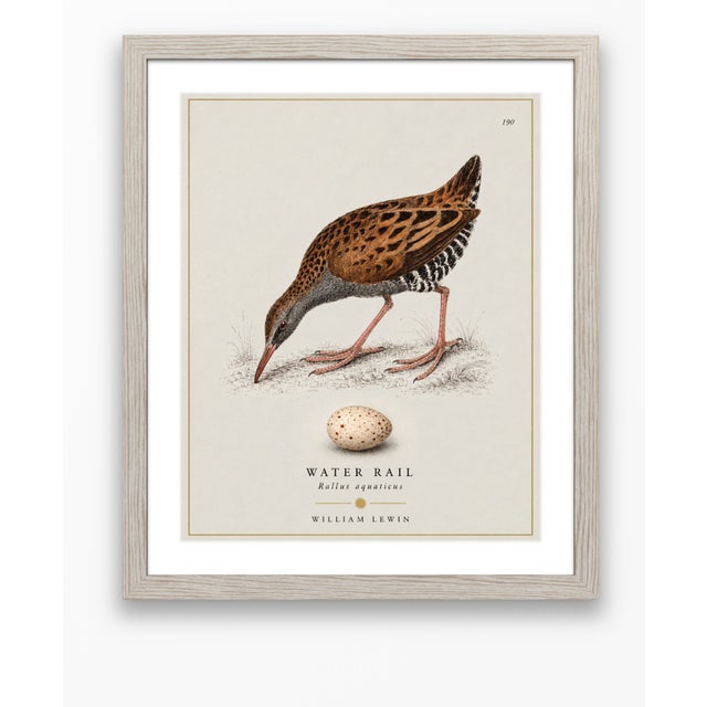 William Lewin 1789 Waterbirds Fine Art Gallery Board Print - The Water Rail For Sale - Image 11 of 14