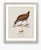 William Lewin 1789 Waterbirds Fine Art Gallery Board Print - The Water Rail For Sale - Image 11 of 14