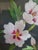 Vintage Framed Silk Asian Style Embroidery For Sale - Image 4 of 12