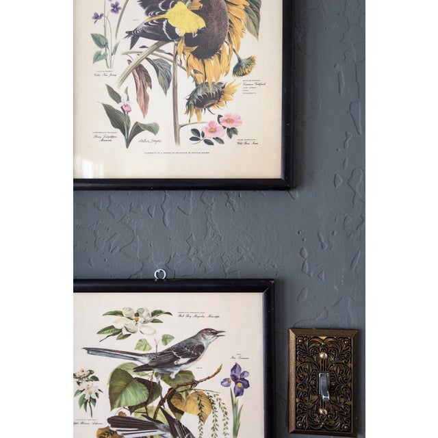 Pair of Framed Bird and Botanical Prints by Arthur Singer Mockingbird and Goldfinch For Sale - Image 15 of 16