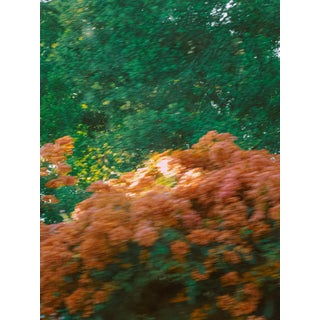 Felicity, Los Angeles - Contemporary Lush Pink Bougainvillea in Green Bush Photograph For Sale