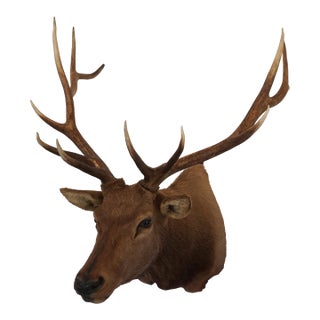 Elk Trophy Head Mount For Sale