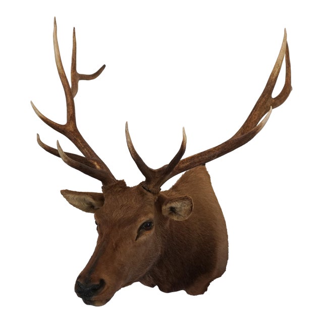 Elk Trophy Head Mount For Sale