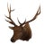 Elk Trophy Head Mount For Sale