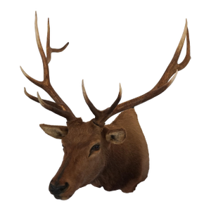 Elk Trophy Head Mount