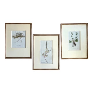 Antique Botanical Prints -Custom Framed-Adolphus Ypey-Set 3 For Sale
