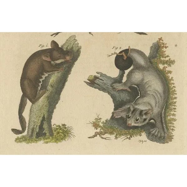 Bertuch, Illustration of Didelphis Species Opossum, Flying Squirrel and More, Print For Sale - Image 5 of 6