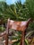 1900 - 1909 Antique Pair of French Regency Style Rosewood Armchairs With Brass Inlay & Leopard Upholstery For Sale - Image 5 of 6