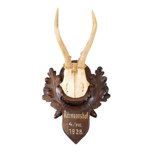 Black Forest Roe Deer Antlers Hunting Trophy 1928 Mount For Sale