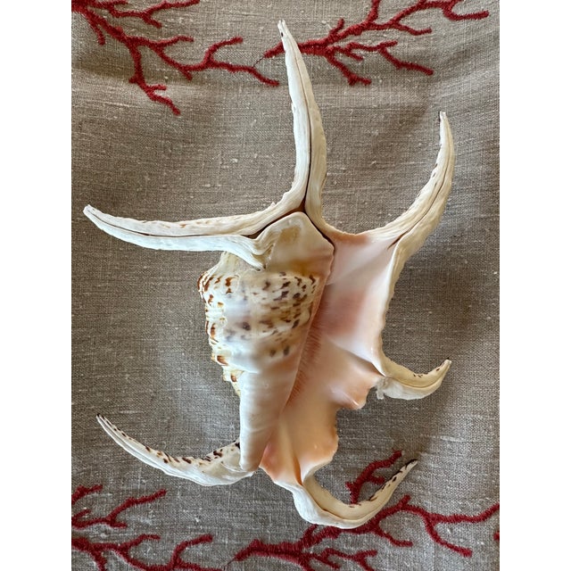 60-Piece Fine Seashell & Coral Collection For Sale - Image 9 of 18