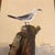 1970’s original seagull beach scene painting on canvas, signed and framed. Canvas measures 12x16 and overall with frame...