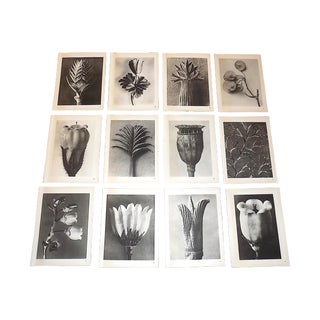 Vintage Botanical Photogravures-Karl Blossfeldt-Set of 12 For Sale