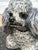 Vintage 1970s Life Size Poodle Ceramic Statue With Ruby Collar For Sale - Image 12 of 12