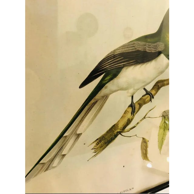 John Gould, Birds of Australia, 1800s, Lithograph, Framed For Sale - Image 3 of 7