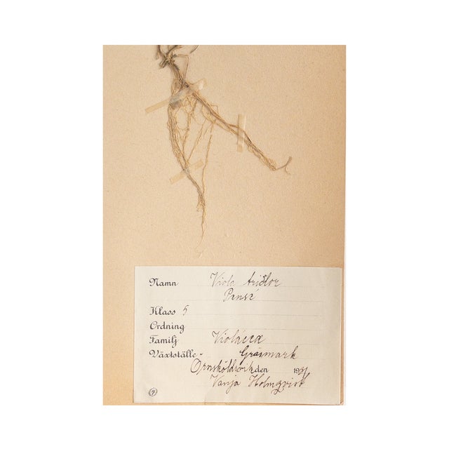 1930s Vintage Swedish Herbarium - Viola, Circa 1931 For Sale - Image 5 of 5