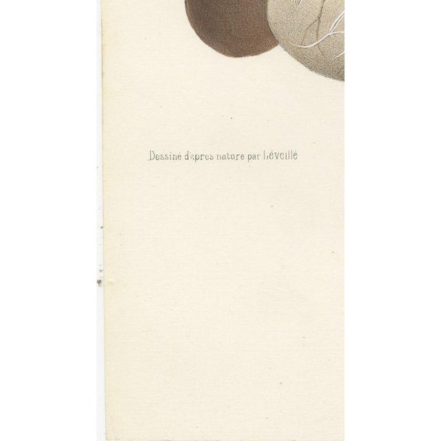 Gold Hirschfeld and Leveille, Vagus and Sympathetic Nerves of the Trunk, 1866, Paper For Sale - Image 8 of 12