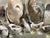 Gray 1970sReduced- Coastal Grotto Oyster Shells Encrusted Round Mirtor For Sale - Image 8 of 8