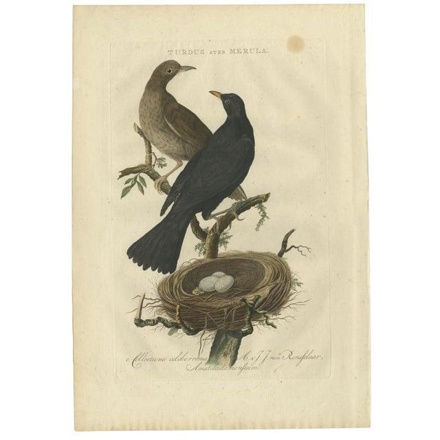 Late 18th Century Sepp & Nozeman, Bird Illustration of the Common Blackbird, 1770, Print For Sale - Image 5 of 5